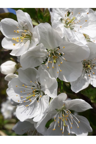 Черешня Гігантелла - білі квіти
